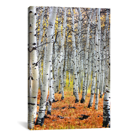 Autumn In Aspen // Unknown Artist (18"W x 26"H x 0.75"D)