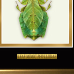 Leaf Phylliidae Authentic Mimic Insect // Custom Frame