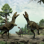 Dinosaur Triassic Era Authentic Footprints // Museum Display