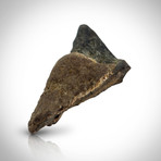Triceratops Tooth Fossil // Museum Display (Tooth Only)