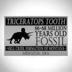 Triceratops Tooth Fossil // Museum Display (Tooth Only)