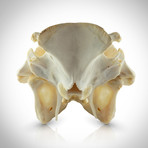 Authentic South African Warthog Skull (Skull Only)