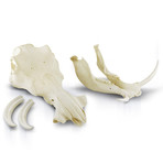 Authentic South African Warthog Skull (Skull Only)