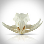 Authentic South African Warthog Skull (Skull Only)