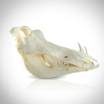 Authentic South African Warthog Skull (Skull Only)