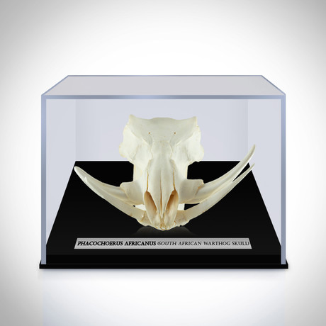Authentic South African Warthog Skull (Skull Only)