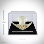 Authentic South African Warthog Skull (Skull Only)