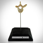 Authentic Human Vertebrae // Wood Display Stand