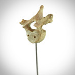 Authentic Human Vertebrae // Wood Display Stand