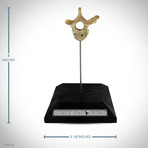 Authentic Human Vertebrae // Wood Display Stand