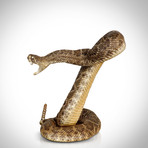 Diamondback Rattlesnake Authentic Taxidermy // Museum Display (Rattlesnake Only)