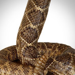 Diamondback Rattlesnake Authentic Taxidermy // Museum Display (Rattlesnake Only)