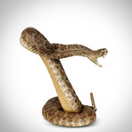 Diamondback Rattlesnake Authentic Taxidermy // Museum Display (Rattlesnake Only)