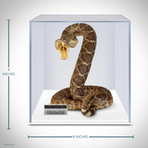 Diamondback Rattlesnake Authentic Taxidermy // Museum Display (Rattlesnake Only)