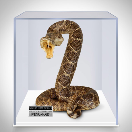 Diamondback Rattlesnake Authentic Taxidermy // Museum Display (Rattlesnake Only)
