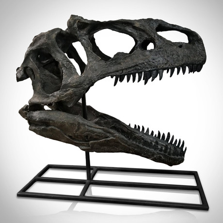 Allosaurus Dinosaur Museum Cast Skull // Display Mount