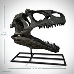 Allosaurus Dinosaur Museum Cast Skull // Display Mount