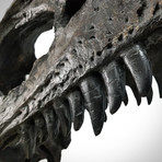 Allosaurus Dinosaur Museum Cast Skull // Display Mount