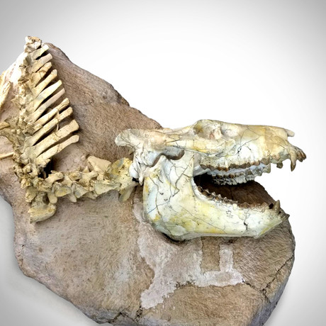 Oreodont Authentic Fossilized Prehistoric Skeleton // Display Mount