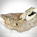 Oreodont Authentic Fossilized Prehistoric Skeleton // Display Mount