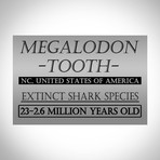 Megalodon Authentic Fossilized 5-7'' Huge Tooth // Museum Display (Tooth Only)