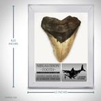 Megalodon Authentic Fossilized 5-7'' Huge Tooth // Museum Display (Tooth Only)