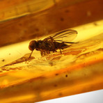 Authentic Baltic Amber & Fossil Insects 125-135 Million Years Old // Museum Display (Baltic Amber Only)