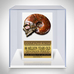 Ammonite Shell Hand Carved Skull Authentic Fossil // Museum Display (Ammonite Only)