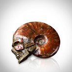 Ammonite Shell Hand Carved Skull Authentic Fossil // Museum Display (Ammonite Only)