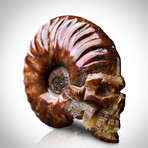 Ammonite Shell Hand Carved Skull Authentic Fossil // Museum Display (Ammonite Only)