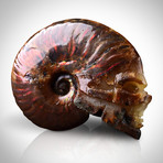 Ammonite Shell Hand Carved Skull Authentic Fossil // Museum Display (Ammonite Only)