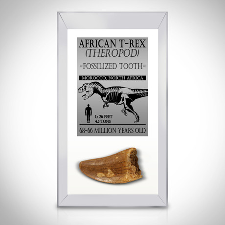 African T-Rex Authentic 1.50-2.5'' Large Tooth // Museum Display (Tooth Only)