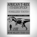 African T-Rex Authentic 1.50-2.5'' Large Tooth // Museum Display (Tooth Only)