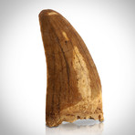 African T-Rex Authentic 1.50-2.5'' Large Tooth // Museum Display (Tooth Only)