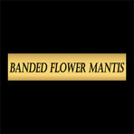 Banded Flower Mantis Authentic Taxidermy // Custom Table/Wall Frame