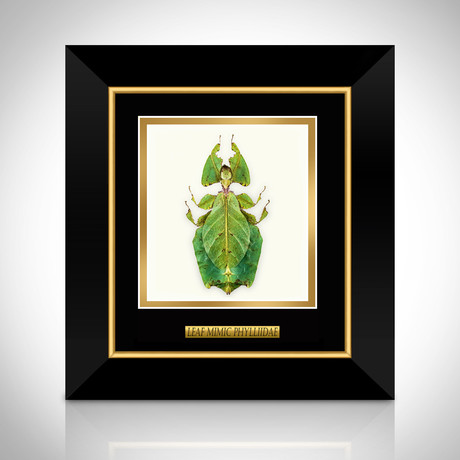 Leaf Phylliidae Authentic Mimic Insect // Custom Frame