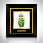 Leaf Phylliidae Authentic Mimic Insect // Custom Frame