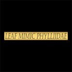 Leaf Phylliidae Authentic Mimic Insect // Custom Frame