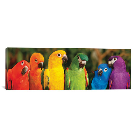 Rainbow Parrots // Mike Jones (36"W x 12"H x 0.75"D)