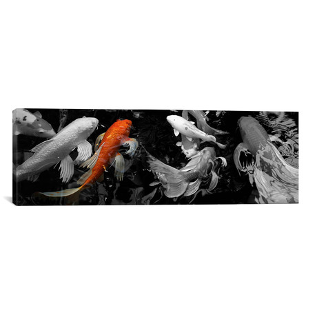 Koi Carp swimming underwater Color Pop // Panoramic Images (36"W x 12"H x 0.75"D)