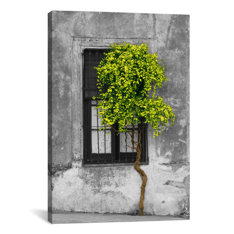 Tree in Front of Window Green Pop Color Pop // Panoramic Images (18"W x 26"H x 0.75"D)