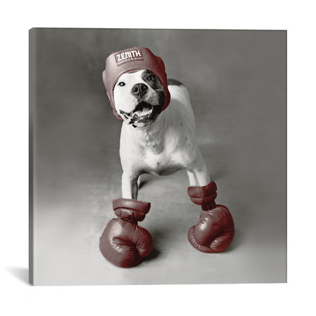 Boxing Dog // Rachael Hale (18"W x 18"H x 0.75"D)