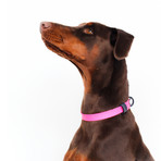 UnLeash 5ft Dog Leash + CollarLess Fixed Loop Dog Collar + Silent ID Dog Tag // Charcoal + Pink