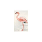 Flamingo Finch-Davies (Small (31.5"W x 47.24"H))