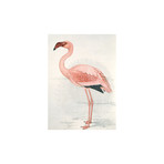 Flamingo Finch-Davies (Small (31.5"W x 47.24"H))