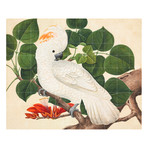 Cockatoo (Small (39.37"W x 31.5"H))