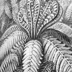 Ferns (Small (31.5"W x 39.37"H))