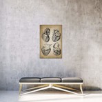 Heart Anatomy // PatentPrintStore (18"W x 26"H x 0.75"D)