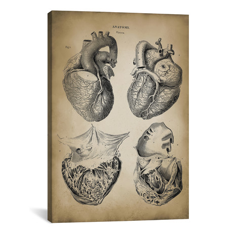 Heart Anatomy // PatentPrintStore (18"W x 26"H x 0.75"D)