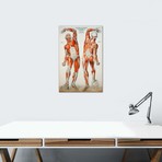 American Frohse Anatomical Wallcharts // Plate #2 // Print Collection (18"W x 26"H x 0.75"D)